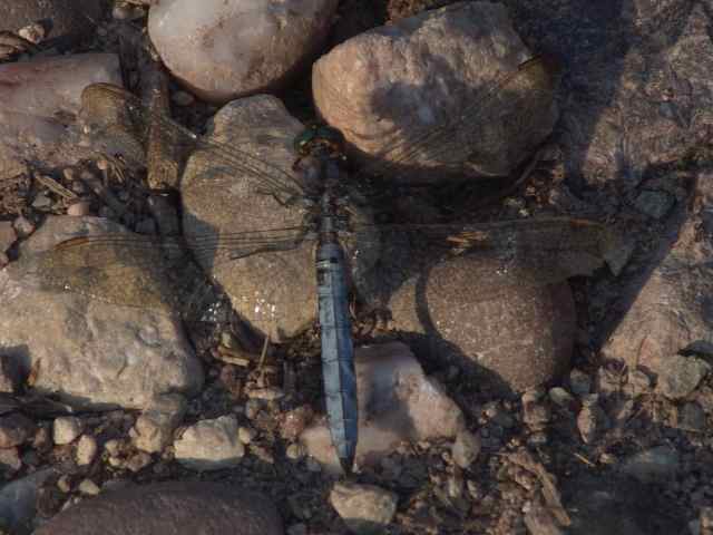 Beekoeverlibel op grindpad in de Vogezen nabij helder meertje